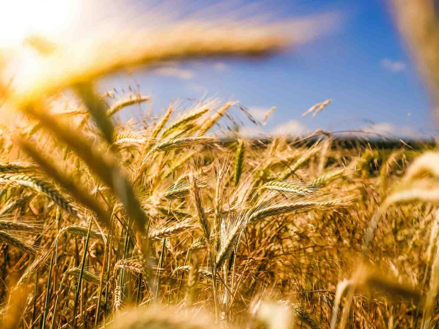 Agriculture sector cover