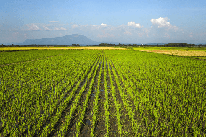 FAO - Food and Agriculture Organization